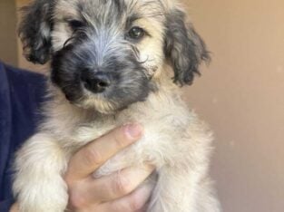 loving pups looking for a loving home. 8 weeks old
