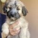 loving pups looking for a loving home. 8 weeks old