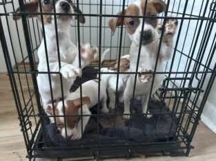 Jack Russell Puppies