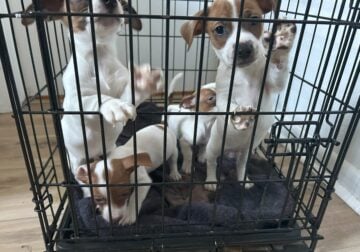 Jack Russell Puppies