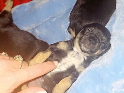 Teacup Chihuahua/Yorkie