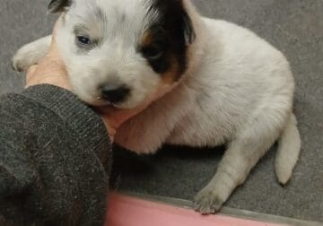 Molly