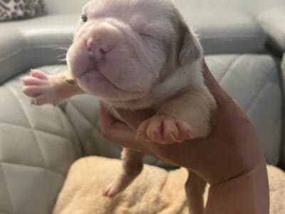 AKC English Bulldog Need a new Home