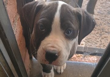 2 Puppies