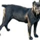 Cane Corso Puppies