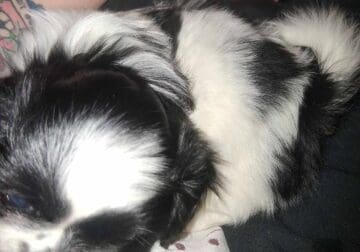 ShiChi puppy male born 2/16/2025