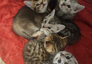British Short Hair Kittens!
