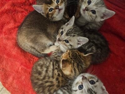 British Short Hair Kittens!