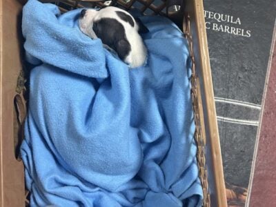 Am Staff Pup