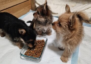 Puppies
