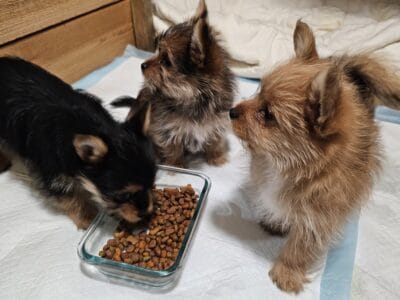 Puppies