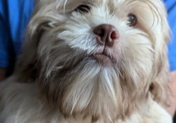 Shih Tzu Nanners