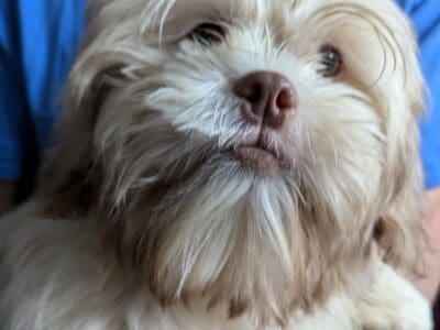 Shih Tzu Thor