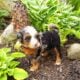 Mini Bernedoodle puppy Cooper