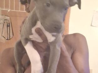 3 1/2 month Bully puppies