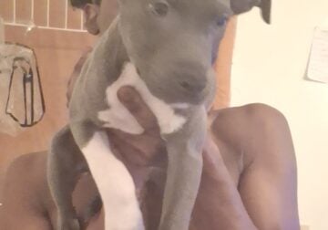 3 1/2 month Bully puppies