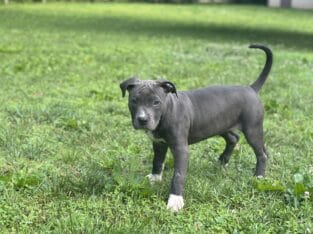 XL Bully ABKC Registered Blue Female