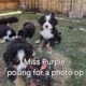 Adorable Bernese Mountain Puppies