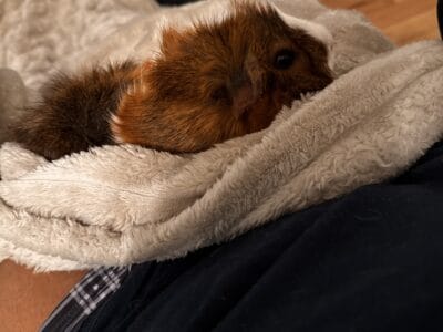 New home for coco