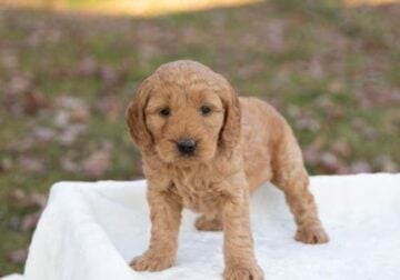 Golden Doodle Puppies
