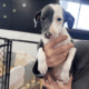 Male Italian Greyhound – Born Oct 10, 2023