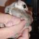 Sugar glider male