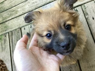 “Miniature German Shepherd”