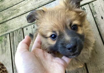 “Miniature German Shepherd”