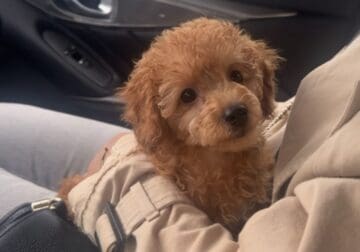 AKC Toy Poodle Puppies