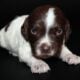 AKC French Brittanys