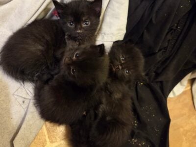 Long and short haired domestic kittens