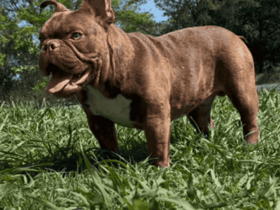 Micro Bully