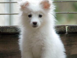 Pup sale all week $500