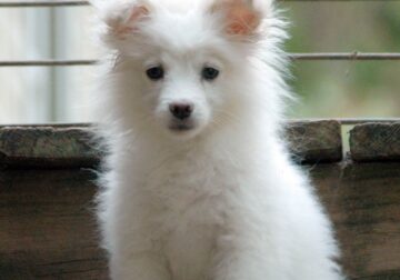 Pup sale all week $500