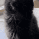 Maine Coon