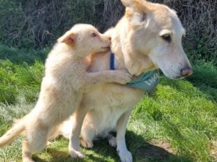 Gorgeous litter of six German Shepherd puppies for