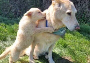 Gorgeous litter of six German Shepherd puppies for