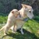 Gorgeous litter of six German Shepherd puppies for