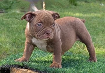 Adorable Exotic Bullies