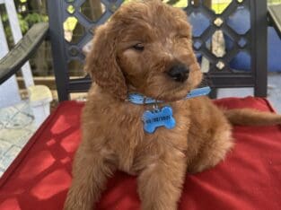 GOLDEN DOODLES FOR SALE
