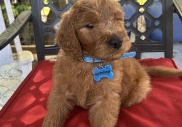 GOLDEN DOODLES FOR SALE