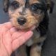 Miniature Aussiedoodles