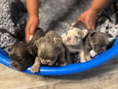Stunning 4-Week-Old French Bulldog Puppies