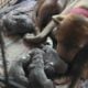 Staffy Brindle
