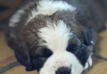 St Bernese Puppies / St Bernard & Bernese Mtn Dog
