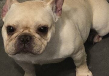 Rehoming female frenchie