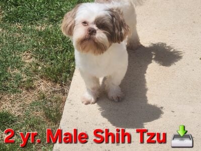 2 Yr. Old Liver Nose Shih Tzu
