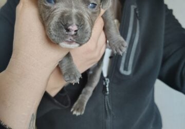Pit puppies