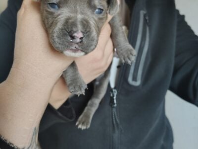 Pit puppies