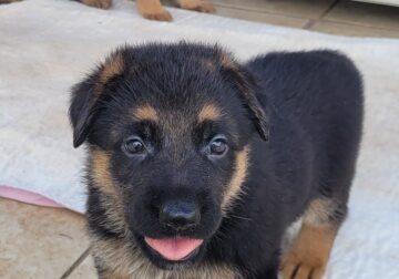 A k c german shepherd puppies